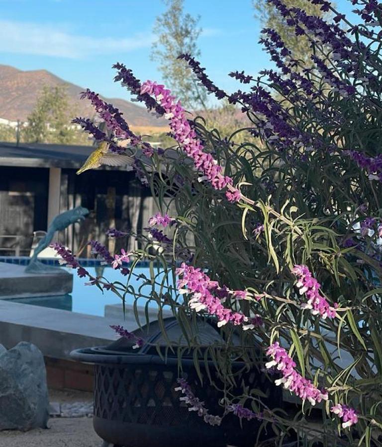 Finca Cazosa Вале де Гуадалупе Екстериор снимка